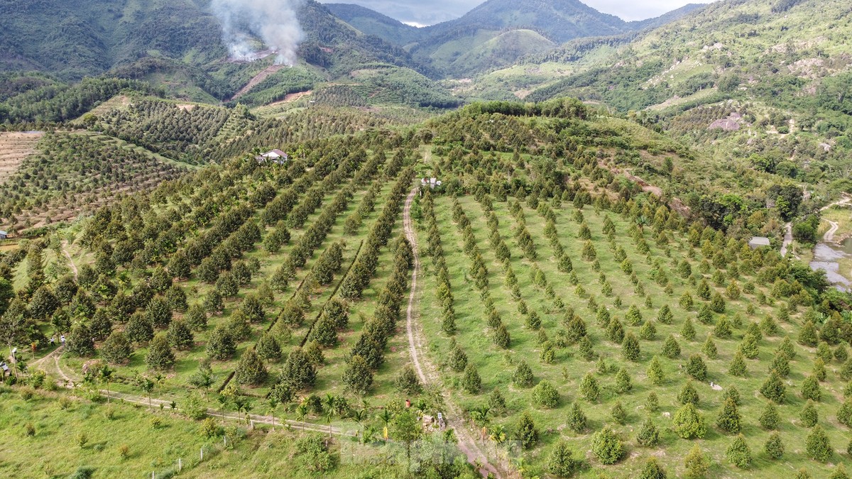 'Hái ra tiền' nhờ giá sầu riêng phi mã, nông dân Khánh Sơn thu về 700 triệu đến 1 tỷ đồng/ha - Ảnh 4.