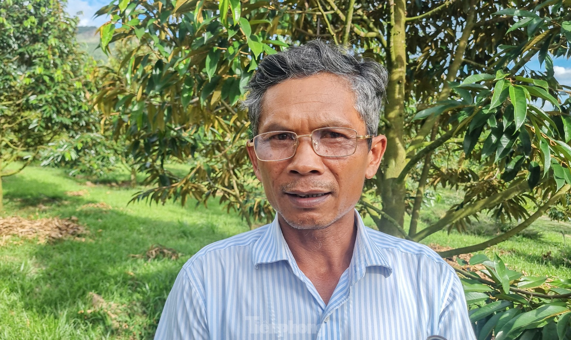 'Hái ra tiền' nhờ giá sầu riêng phi mã, nông dân Khánh Sơn thu về 700 triệu đến 1 tỷ đồng/ha - Ảnh 13.