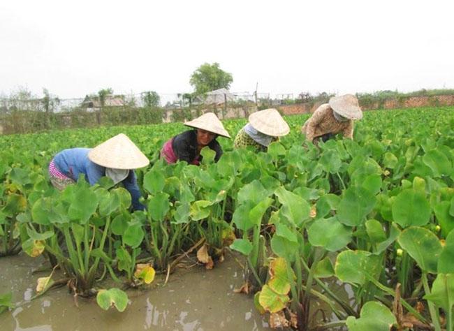 Loại rau này mọc bạt ngàn, dân hái về băm cho lợn ăn thế mà nay thành đặc sản cho người, 100.000 đồng/kg - Ảnh 6. Loại rau này mọc bạt ngàn, dân hái về băm cho lợn ăn thế mà nay thành đặc sản cho người, 100.000 đồng/kg - Ảnh 6.