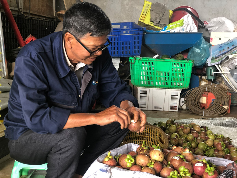 Truy xuất nguồn gốc măng cụt B’Lao - Ảnh 1.