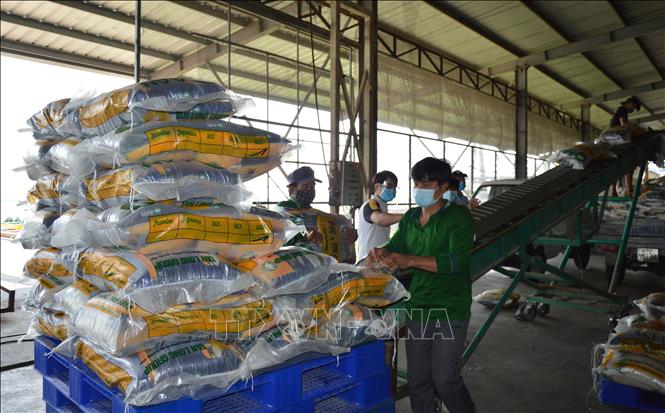Giá gạo giảm mạnh hơn so với giá lúa - Ảnh 1. Giá gạo giảm mạnh hơn so với giá lúa - Ảnh 1.