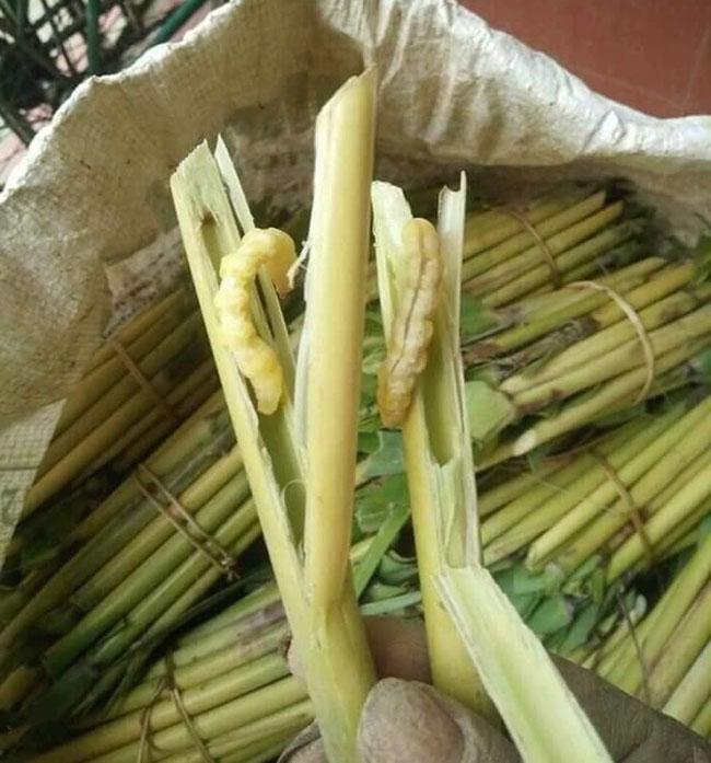 Một đặc sản nổi tiếng Tây Bắc được ví là “thần dược phòng the”, giá 5 triệu đồng/kg khô - Ảnh 2. Một đặc sản nổi tiếng Tây Bắc được ví là “thần dược phòng the”, giá 5 triệu đồng/kg khô - Ảnh 2.