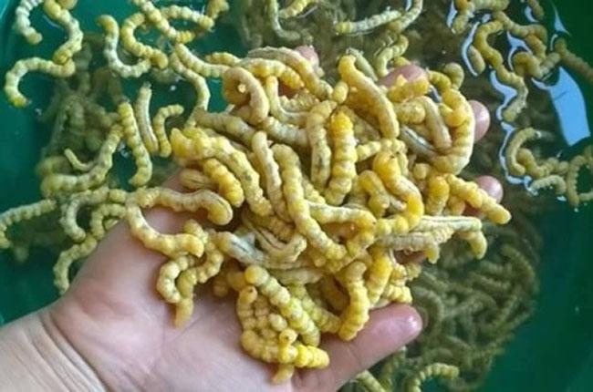Một đặc sản nổi tiếng Tây Bắc được ví là “thần dược phòng the”, giá 5 triệu đồng/kg khô - Ảnh 3. Một đặc sản nổi tiếng Tây Bắc được ví là “thần dược phòng the”, giá 5 triệu đồng/kg khô - Ảnh 3.