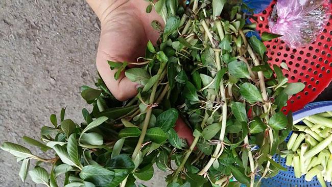 Làm rau, làm thuốc, trước không biết toàn nhổ bỏ, giờ giá 150.000 đồng/kg còn khó mua - Ảnh 6. Làm rau, làm thuốc, trước không biết toàn nhổ bỏ, giờ giá 150.000 đồng/kg còn khó mua - Ảnh 6.