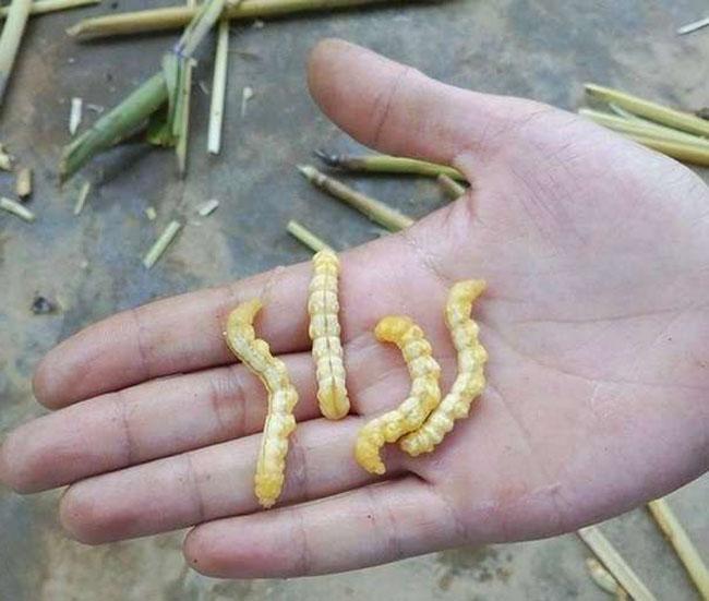 Một đặc sản nổi tiếng Tây Bắc được ví là “thần dược phòng the”, giá 5 triệu đồng/kg khô - Ảnh 4. Một đặc sản nổi tiếng Tây Bắc được ví là “thần dược phòng the”, giá 5 triệu đồng/kg khô - Ảnh 4.