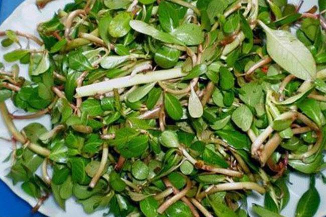 Làm rau, làm thuốc, trước không biết toàn nhổ bỏ, giờ giá 150.000 đồng/kg còn khó mua - Ảnh 5. Làm rau, làm thuốc, trước không biết toàn nhổ bỏ, giờ giá 150.000 đồng/kg còn khó mua - Ảnh 5.