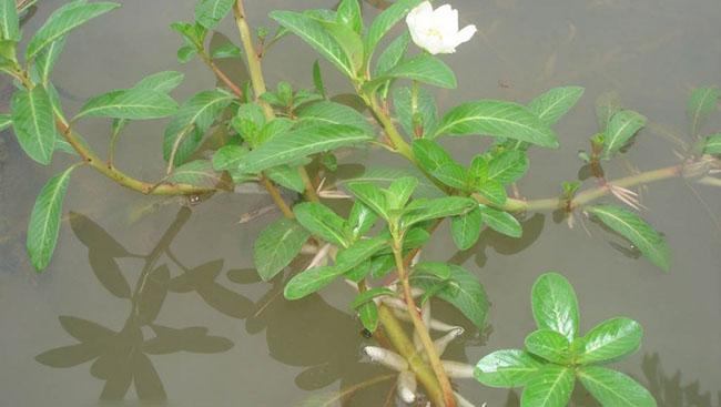 Làm rau, làm thuốc, trước không biết toàn nhổ bỏ, giờ giá 150.000 đồng/kg còn khó mua - Ảnh 2. Làm rau, làm thuốc, trước không biết toàn nhổ bỏ, giờ giá 150.000 đồng/kg còn khó mua - Ảnh 2.