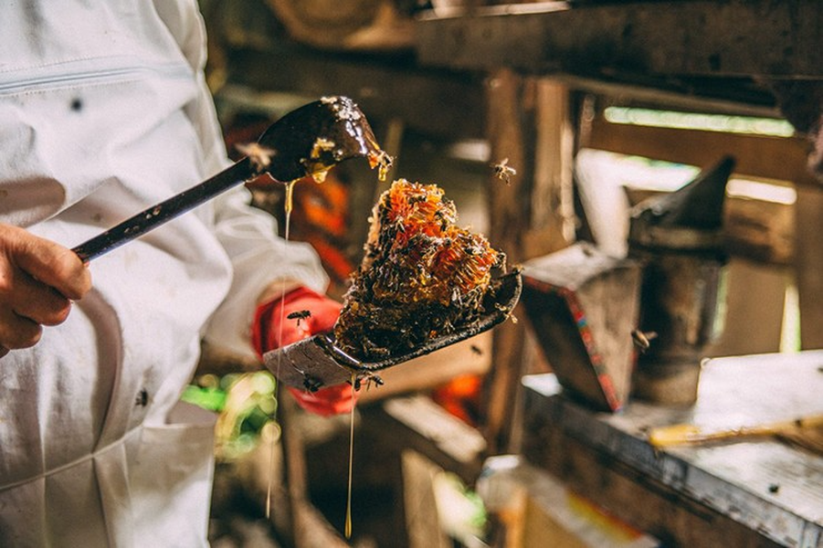 Loại mật ong đắt nhất thế giới, được mệnh danh là &quot;Mật ong của các vị thần&quot; - Ảnh 10.