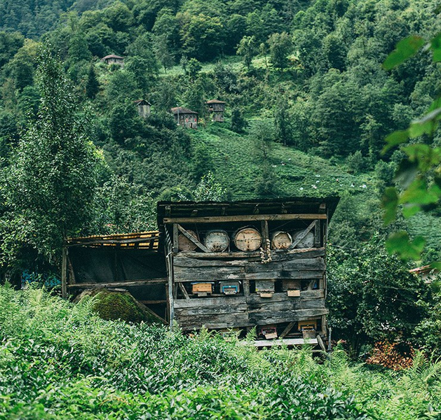 Loại mật ong đắt nhất thế giới, được mệnh danh là &quot;Mật ong của các vị thần&quot; - Ảnh 11.