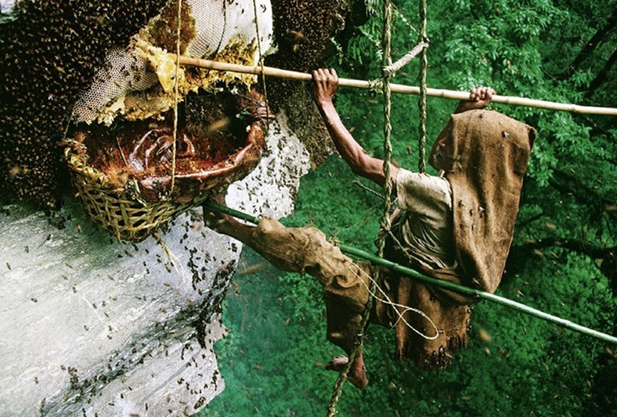 Loại mật ong đắt nhất thế giới, được mệnh danh là &quot;Mật ong của các vị thần&quot; - Ảnh 2.