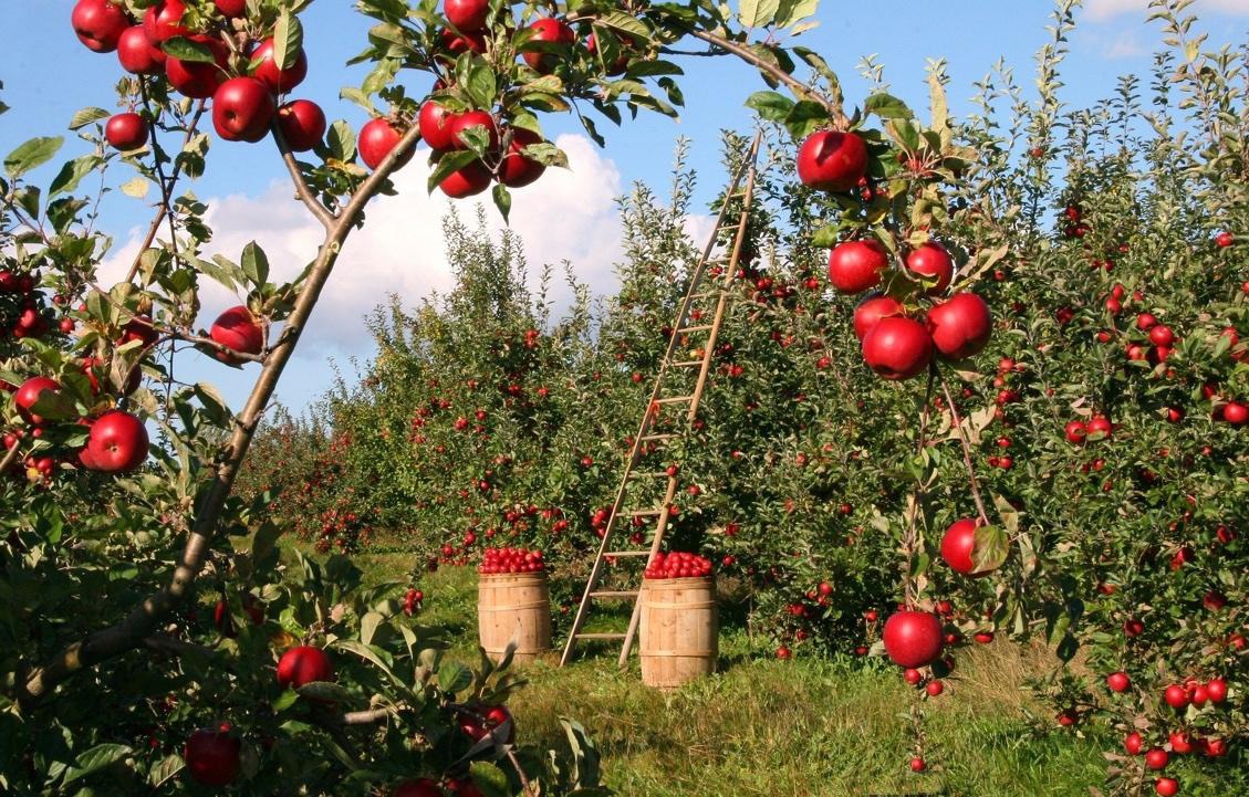 Khám phá nơi nước mưa có thể đóng chai xuất khẩu vì quá sạch - Ảnh 9.