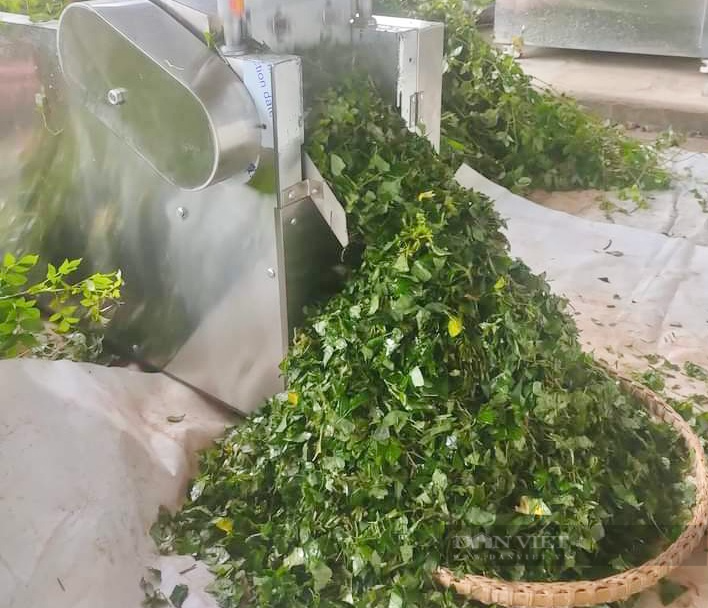Đà Nẵng: Khởi nghiệp từ dược liệu quý, một thầy giáo thu lãi cao - Ảnh 5.