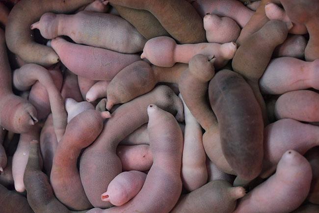 Tên nghe đã đỏ mặt, toàn thân không xương, ăn tuyệt ngon, giá 200.000 đồng/kg - Ảnh 1. Tên nghe đã đỏ mặt, toàn thân không xương, ăn tuyệt ngon, giá 200.000 đồng/kg - Ảnh 1.