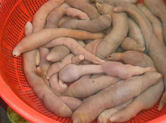 Tên nghe đã đỏ mặt, toàn thân không xương, ăn tuyệt ngon, giá 200.000 đồng/kg - Ảnh 4. Tên nghe đã đỏ mặt, toàn thân không xương, ăn tuyệt ngon, giá 200.000 đồng/kg - Ảnh 4.