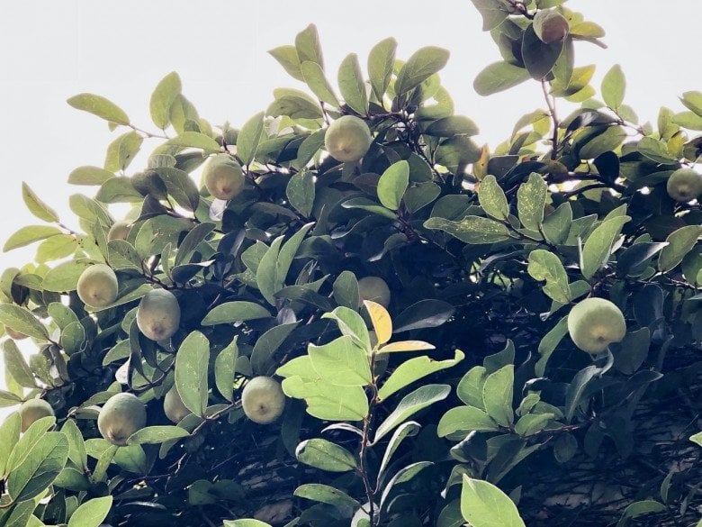 Loại quả xưa từ cây mọc dại nay bán cả trăm nghìn/kg, nhiều người săn lùng làm thuốc quý, cần dùng cẩn thận - Ảnh 1.