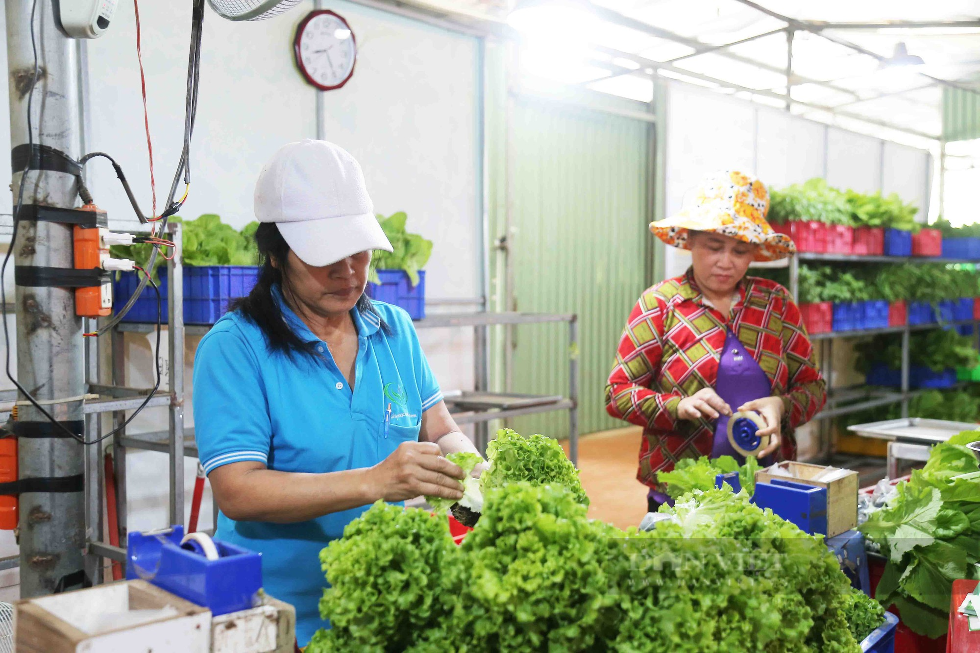 Hợp tác xã đi đầu ứng dụng công nghệ trồng rau thủy canh: một vốn thu bốn lời  - Ảnh 3.