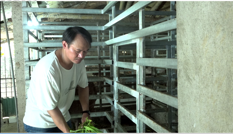 Con vật chỉ ăn cỏ ăn lá mà “trả” tiền cục cho nông dân - Ảnh 1. Con vật chỉ ăn cỏ ăn lá mà “trả” tiền cục cho nông dân - Ảnh 1.