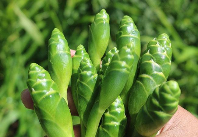 Thứ nụ hoa mỗi năm xuất hiện một lần, trước chả ai ăn giờ lùng mua, giá 70.000 đồng/kg - Ảnh 1. Thứ nụ hoa mỗi năm xuất hiện một lần, trước chả ai ăn giờ lùng mua, giá 70.000 đồng/kg - Ảnh 1.