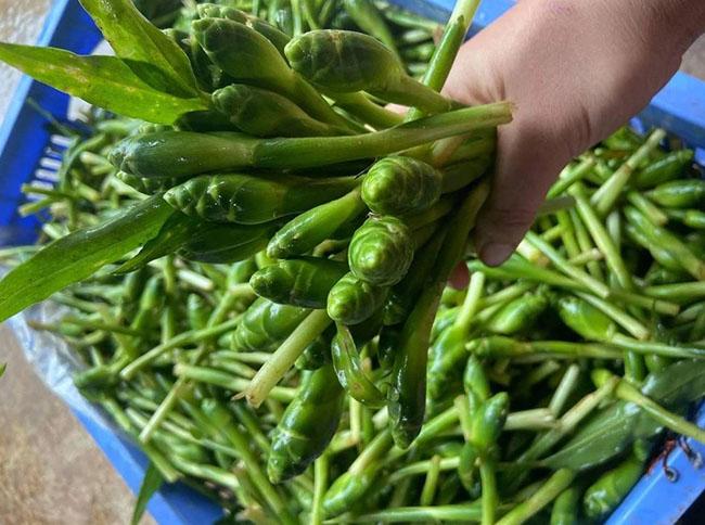Thứ nụ hoa mỗi năm xuất hiện một lần, trước chả ai ăn giờ lùng mua, giá 70.000 đồng/kg - Ảnh 2. Thứ nụ hoa mỗi năm xuất hiện một lần, trước chả ai ăn giờ lùng mua, giá 70.000 đồng/kg - Ảnh 2.