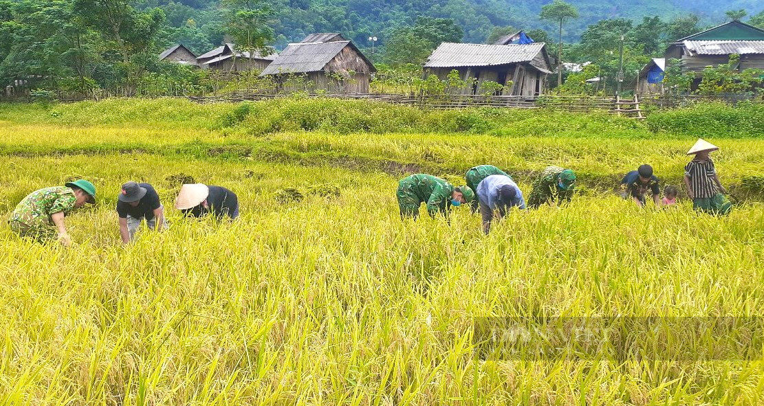 Mưa lũ vừa rút, Bộ đội Biên phòng Quảng Bình tới tận ruộng gặt lúa giúp bà con dân bản  - Ảnh 5.
