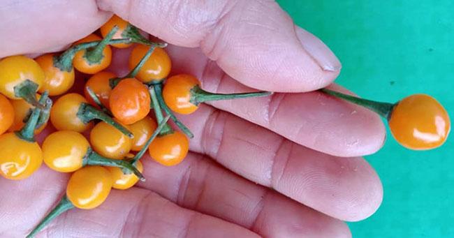 Nước ngoài bán 500 triệu đồng/kg, quả này ở Việt Nam trồng rất nhiều, bán 3-5 triệu đồng/kg - Ảnh 2. Nước ngoài bán 500 triệu đồng/kg, quả này ở Việt Nam trồng rất nhiều, bán 3-5 triệu đồng/kg - Ảnh 2.