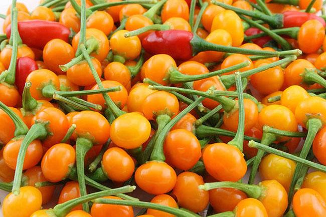 Nước ngoài bán 500 triệu đồng/kg, quả này ở Việt Nam trồng rất nhiều, bán 3-5 triệu đồng/kg - Ảnh 6. Nước ngoài bán 500 triệu đồng/kg, quả này ở Việt Nam trồng rất nhiều, bán 3-5 triệu đồng/kg - Ảnh 6.
