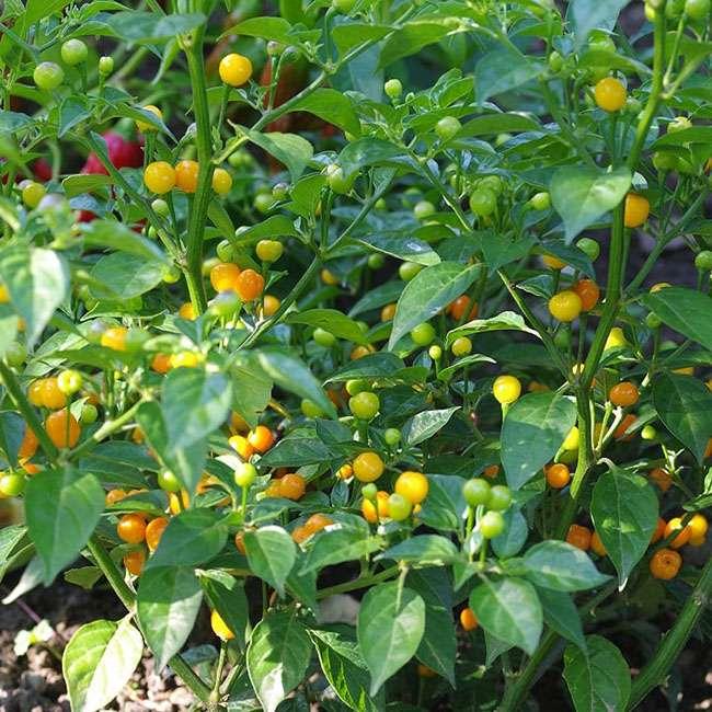 Nước ngoài bán 500 triệu đồng/kg, quả này ở Việt Nam trồng rất nhiều, bán 3-5 triệu đồng/kg - Ảnh 9. Nước ngoài bán 500 triệu đồng/kg, quả này ở Việt Nam trồng rất nhiều, bán 3-5 triệu đồng/kg - Ảnh 9.