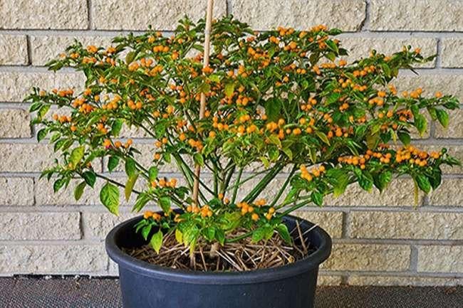Nước ngoài bán 500 triệu đồng/kg, quả này ở Việt Nam trồng rất nhiều, bán 3-5 triệu đồng/kg - Ảnh 4. Nước ngoài bán 500 triệu đồng/kg, quả này ở Việt Nam trồng rất nhiều, bán 3-5 triệu đồng/kg - Ảnh 4.