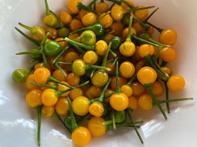 Nước ngoài bán 500 triệu đồng/kg, quả này ở Việt Nam trồng rất nhiều, bán 3-5 triệu đồng/kg - Ảnh 1. Nước ngoài bán 500 triệu đồng/kg, quả này ở Việt Nam trồng rất nhiều, bán 3-5 triệu đồng/kg - Ảnh 1.
