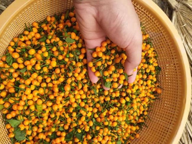 Nước ngoài bán 500 triệu đồng/kg, quả này ở Việt Nam trồng rất nhiều, bán 3-5 triệu đồng/kg - Ảnh 8. Nước ngoài bán 500 triệu đồng/kg, quả này ở Việt Nam trồng rất nhiều, bán 3-5 triệu đồng/kg - Ảnh 8.