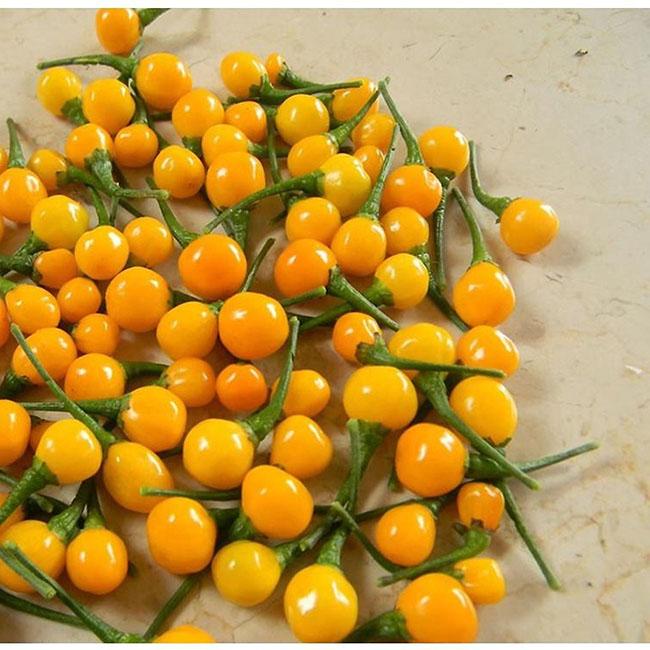 Nước ngoài bán 500 triệu đồng/kg, quả này ở Việt Nam trồng rất nhiều, bán 3-5 triệu đồng/kg - Ảnh 3. Nước ngoài bán 500 triệu đồng/kg, quả này ở Việt Nam trồng rất nhiều, bán 3-5 triệu đồng/kg - Ảnh 3.
