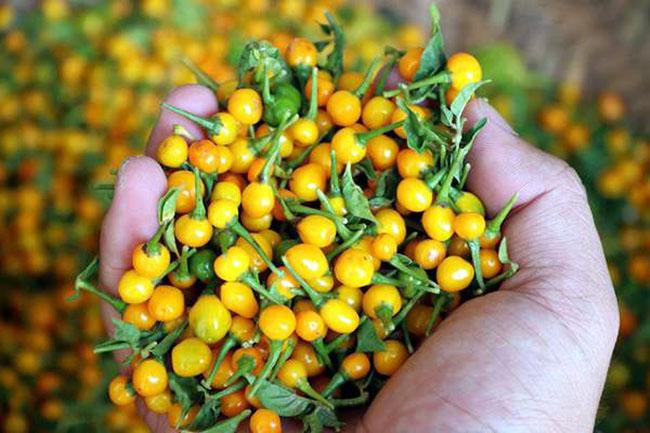 Nước ngoài bán 500 triệu đồng/kg, quả này ở Việt Nam trồng rất nhiều, bán 3-5 triệu đồng/kg - Ảnh 5. Nước ngoài bán 500 triệu đồng/kg, quả này ở Việt Nam trồng rất nhiều, bán 3-5 triệu đồng/kg - Ảnh 5.