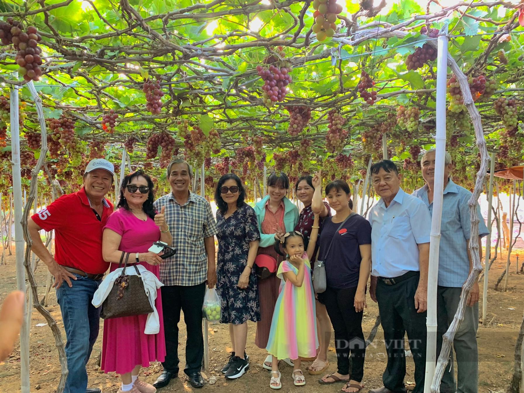 Cảm giác “hái tận tay, ăn ngay tại vườn” khiên du khách mê mệt ở vườn nho Ninh Thuận - Ảnh 1.