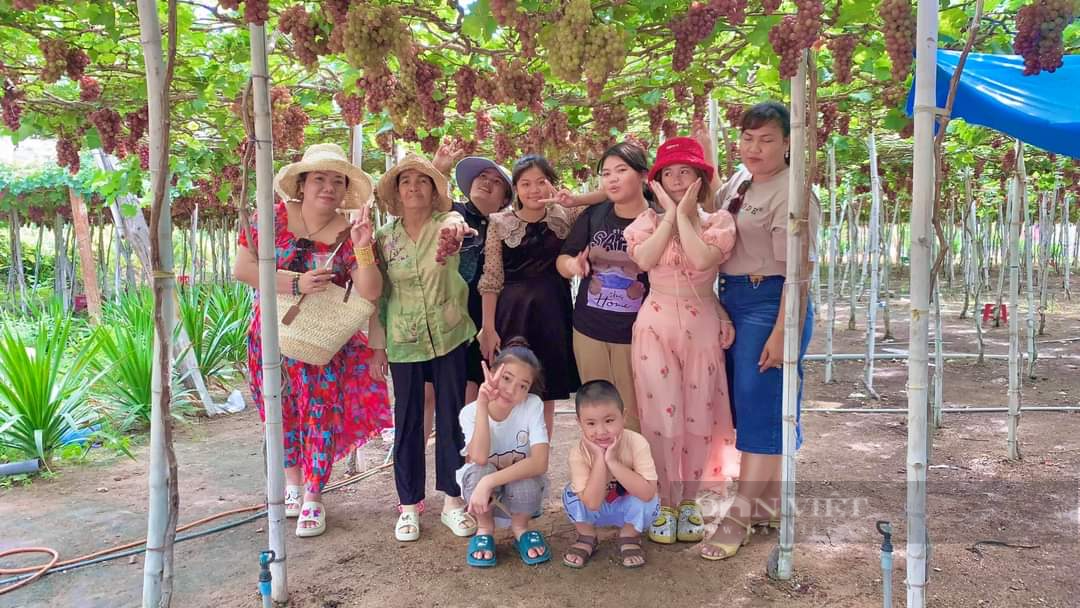 Cảm giác “hái tận tay, ăn ngay tại vườn” khiên du khách mê mệt ở vườn nho Ninh Thuận - Ảnh 3.
