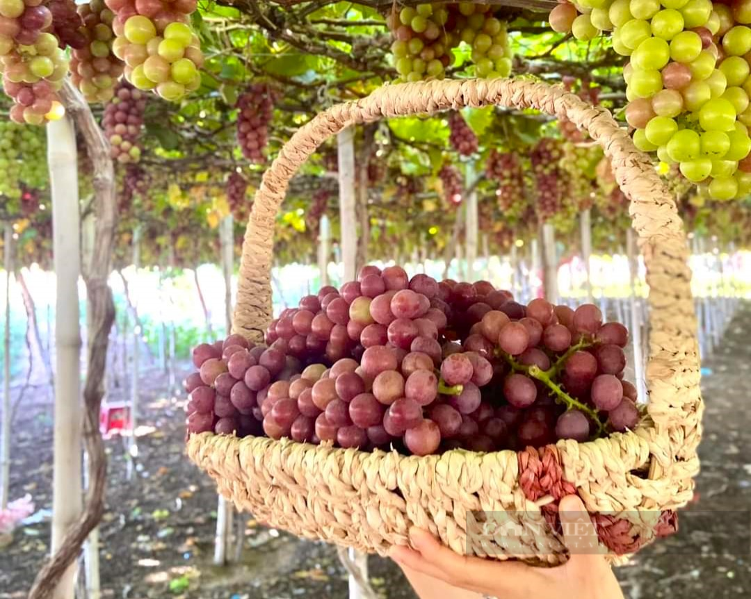Cảm giác “hái tận tay, ăn ngay tại vườn” khiên du khách mê mệt ở vườn nho Ninh Thuận - Ảnh 4.