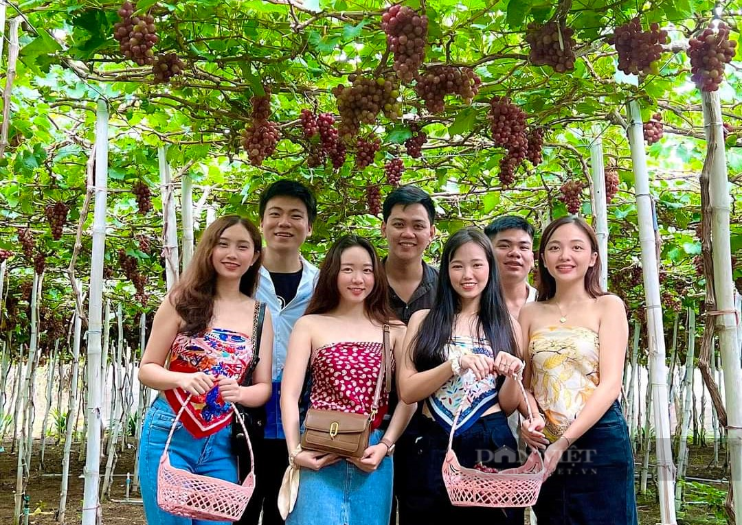 Cảm giác “hái tận tay, ăn ngay tại vườn” khiên du khách mê mệt ở vườn nho Ninh Thuận - Ảnh 5.