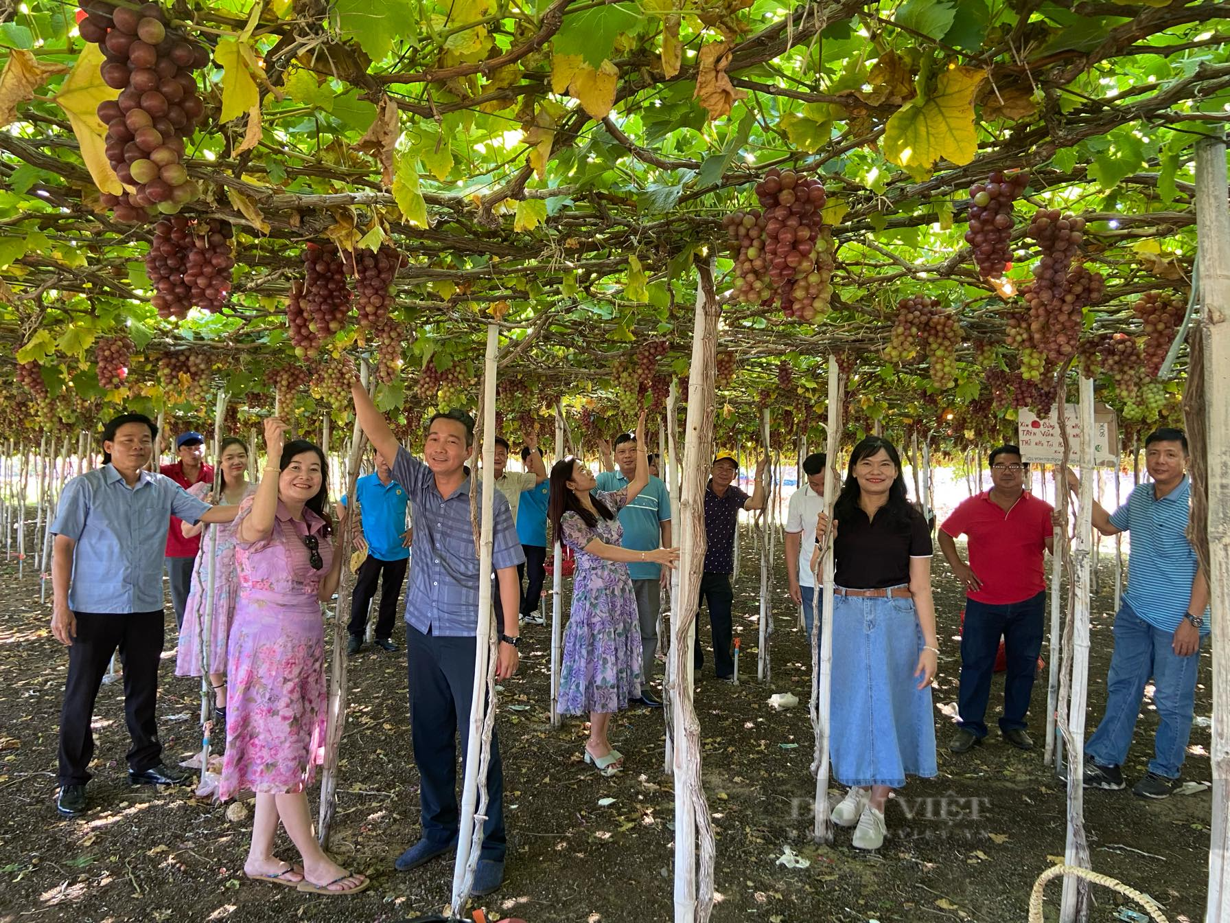 Cảm giác “hái tận tay, ăn ngay tại vườn” khiên du khách mê mệt ở vườn nho Ninh Thuận - Ảnh 6.