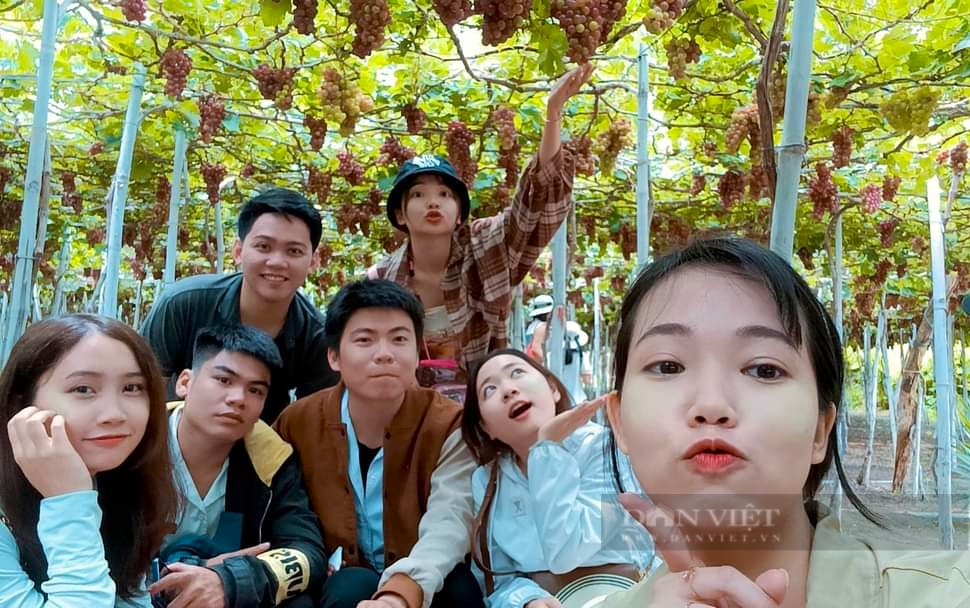 Cảm giác “hái tận tay, ăn ngay tại vườn” khiên du khách mê mệt ở vườn nho Ninh Thuận - Ảnh 7.