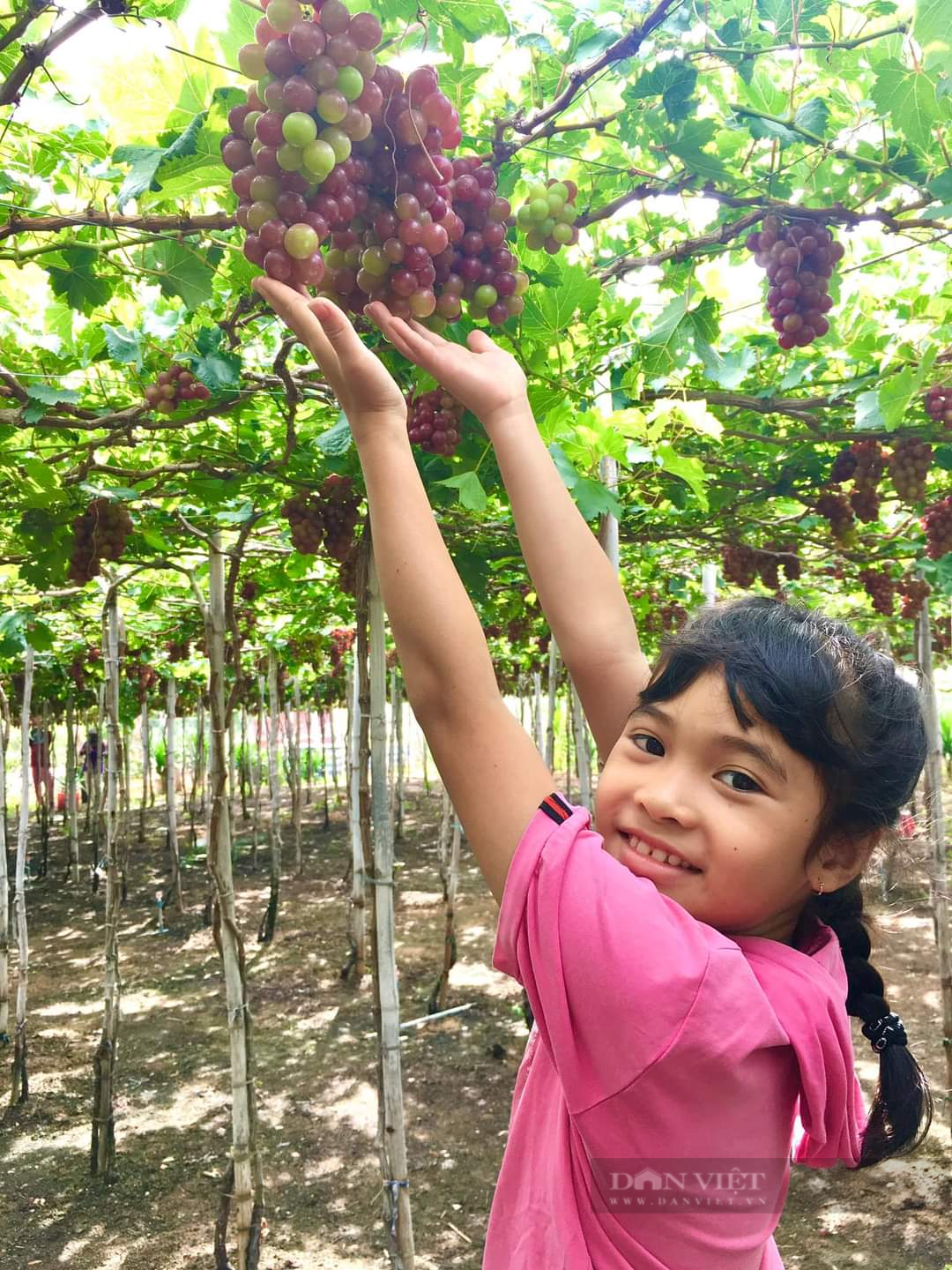 Cảm giác “hái tận tay, ăn ngay tại vườn” khiên du khách mê mệt ở vườn nho Ninh Thuận - Ảnh 8.