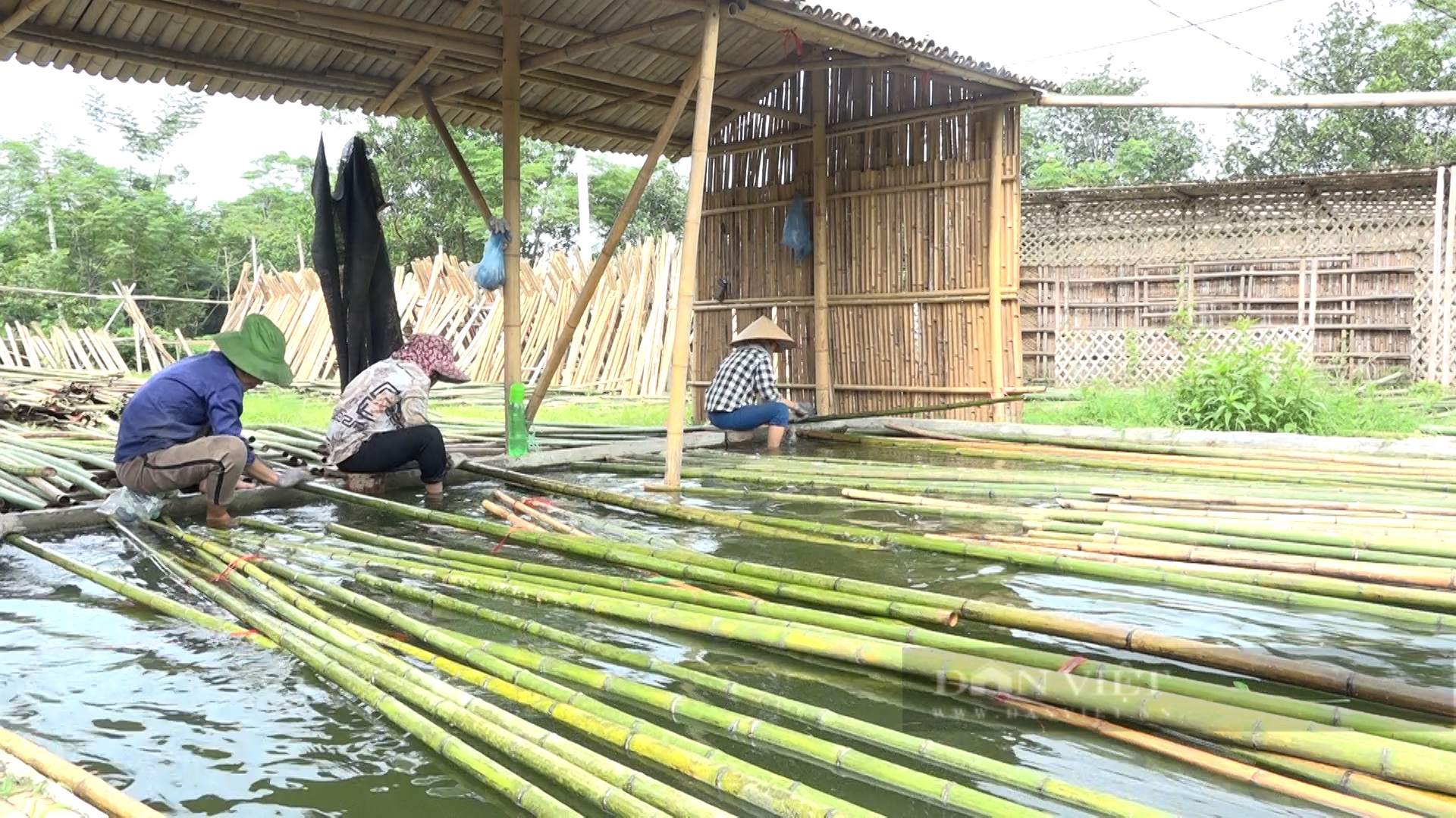 Mỗi tháng, anh nông dân Phú Thọ chế biến 1 vạn cây tre, trúc, xuất bán Hàn Quốc, Ấn Độ - Ảnh 3.