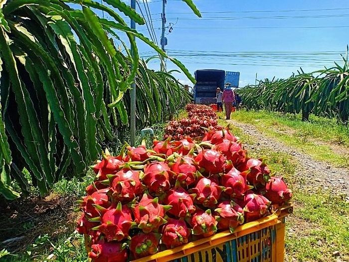Văn phòng SPS Việt Nam thông tin về việc một số siêu thị tại Anh dừng bán thanh long Việt - Ảnh 1. Văn phòng SPS Việt Nam thông tin về việc một số siêu thị tại Anh dừng bán thanh long Việt - Ảnh 1.