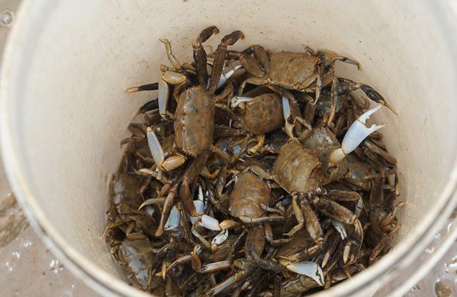 Ở Thanh Hóa có đặc sản “tên lạ”, nhiều người tò mò đặt mua về ăn thử, giá không hề rẻ - Ảnh 10.