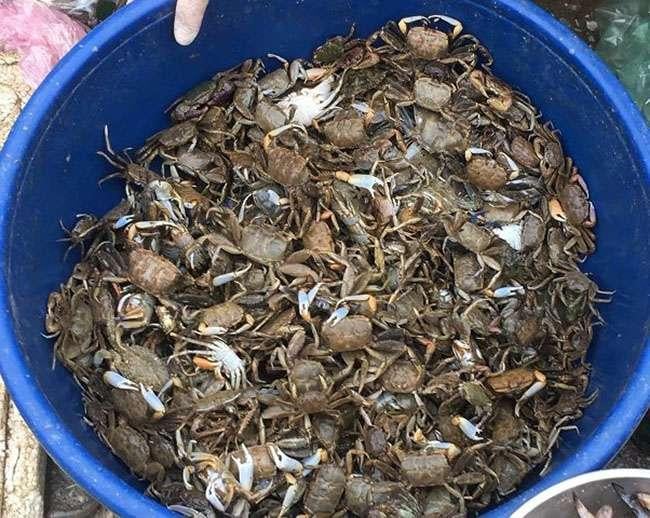 Ở Thanh Hóa có đặc sản “tên lạ”, nhiều người tò mò đặt mua về ăn thử, giá không hề rẻ - Ảnh 3.