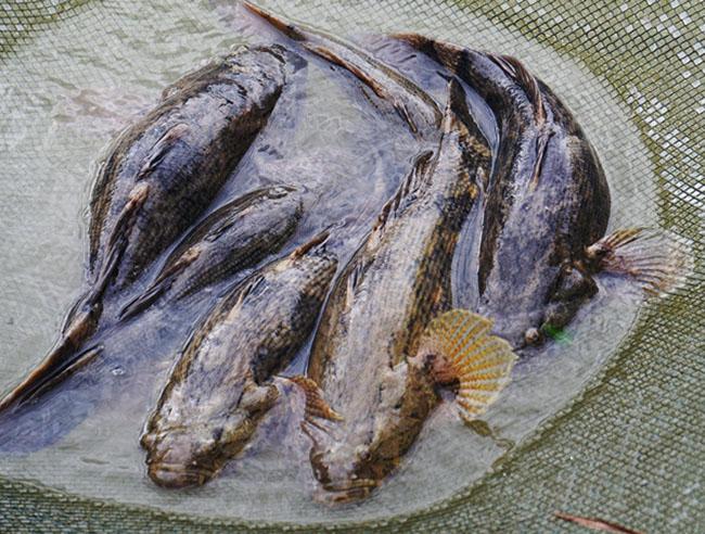 Giá 500.000 đồng/kg, trước chả ai biết giờ là đặc sản được săn lùng, hóa ra là loại cá này - Ảnh 4. Giá 500.000 đồng/kg, trước chả ai biết giờ là đặc sản được săn lùng, hóa ra là loại cá này - Ảnh 4.