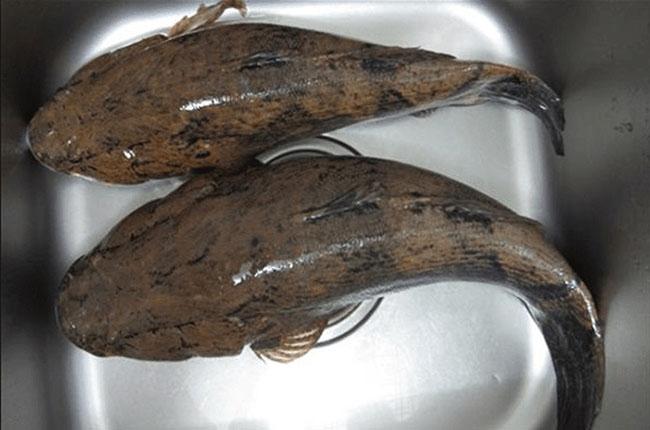 Giá 500.000 đồng/kg, trước chả ai biết giờ là đặc sản được săn lùng, hóa ra là loại cá này - Ảnh 3. Giá 500.000 đồng/kg, trước chả ai biết giờ là đặc sản được săn lùng, hóa ra là loại cá này - Ảnh 3.