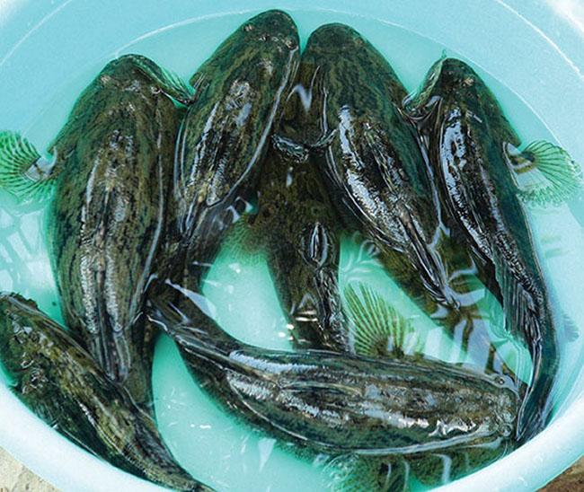 Giá 500.000 đồng/kg, trước chả ai biết giờ là đặc sản được săn lùng, hóa ra là loại cá này - Ảnh 2. Giá 500.000 đồng/kg, trước chả ai biết giờ là đặc sản được săn lùng, hóa ra là loại cá này - Ảnh 2.