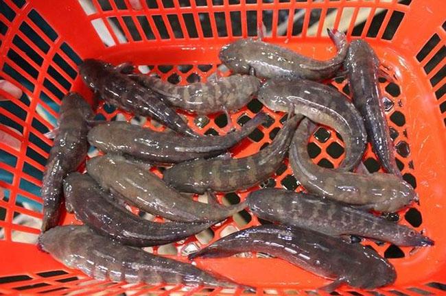 Giá 500.000 đồng/kg, trước chả ai biết giờ là đặc sản được săn lùng, hóa ra là loại cá này - Ảnh 9. Giá 500.000 đồng/kg, trước chả ai biết giờ là đặc sản được săn lùng, hóa ra là loại cá này - Ảnh 9.