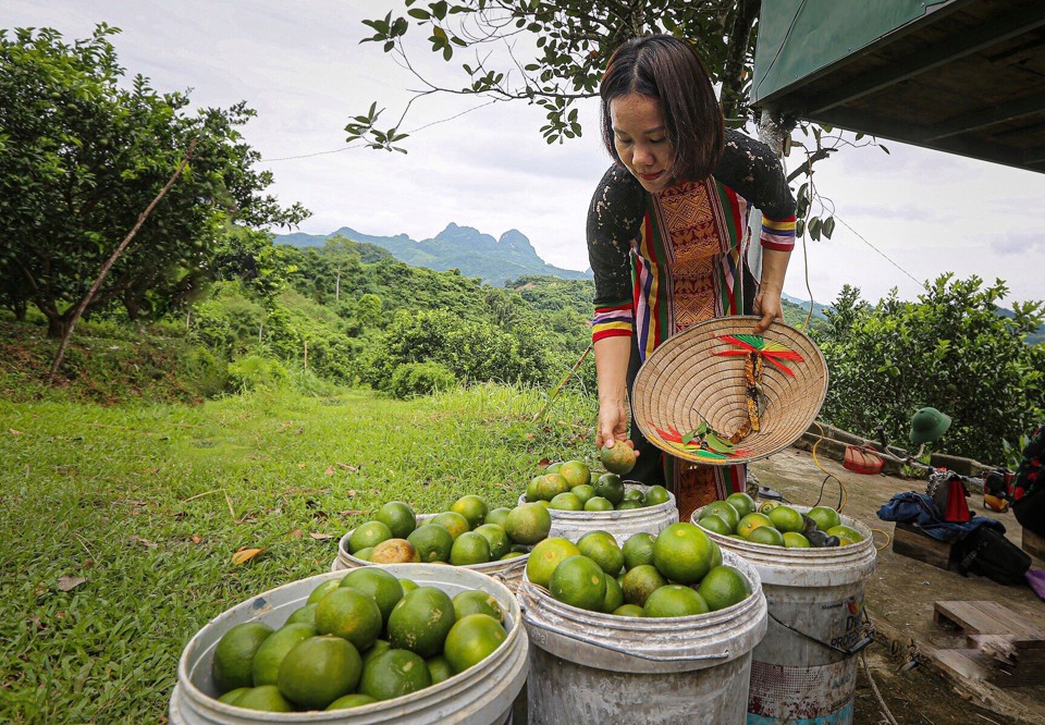 Cao Phong đang sốt với loại quả vỏ mỏng, tép vàng, không hạt; có thể dùng tay bóc vỏ ăn trực tiếp - Ảnh 2. Cao Phong đang sốt với loại quả vỏ mỏng, tép vàng, không hạt; có thể dùng tay bóc vỏ ăn trực tiếp - Ảnh 2.
