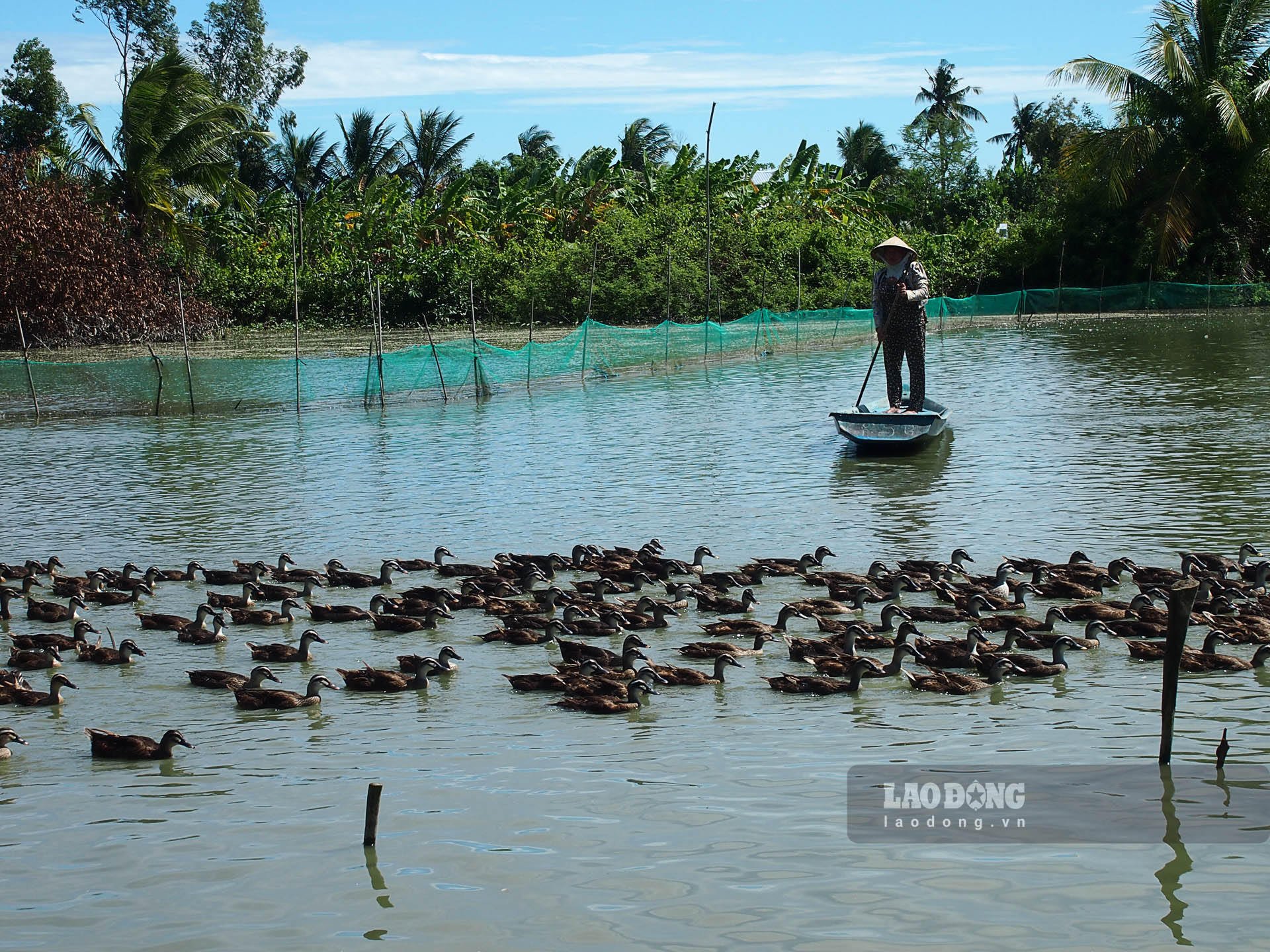Nuôi thứ vịt bay như chim hoang dã, chăm nhàn mà nông dân một xã ở Sóc Trăng hễ bán là đắt hàng - Ảnh 1.