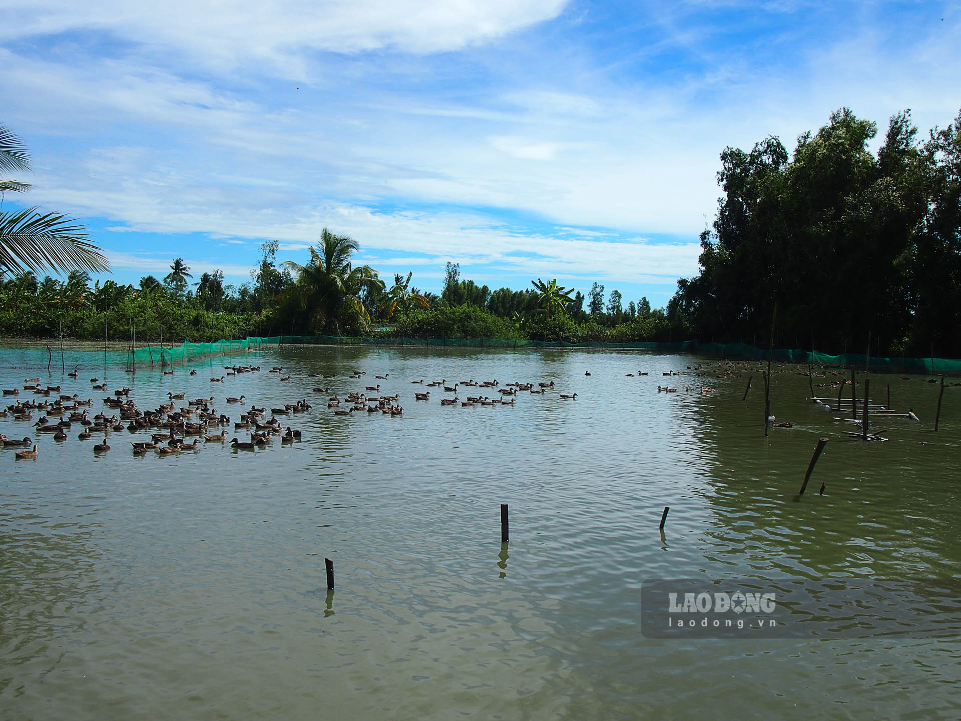 Nuôi thứ vịt bay như chim hoang dã, chăm nhàn mà nông dân một xã ở Sóc Trăng hễ bán là đắt hàng - Ảnh 5.